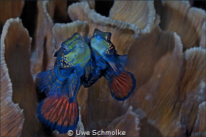 Cheek to cheek -
Image taken all in intact coral Environ... by Uwe Schmolke 